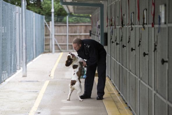 Los beneficios de entrenar a estos perros son demasiados, logran encontrar fugas de gases o líquidos que los seres humanos no pueden detectar.