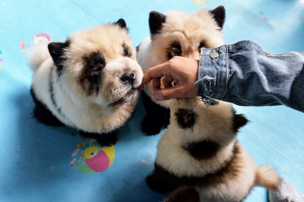 ¿Perros o pandas? Una cafetería en China causa polémica al ofrecer un especial servicio de teñido de pelo