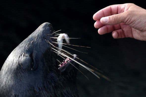 Un lobo marino come pescado en el zoológico de Moscú.