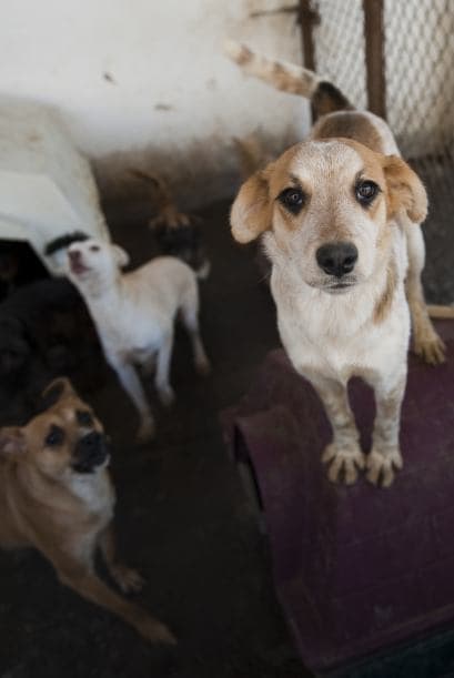 ¿Qué es el maltrato de animales?