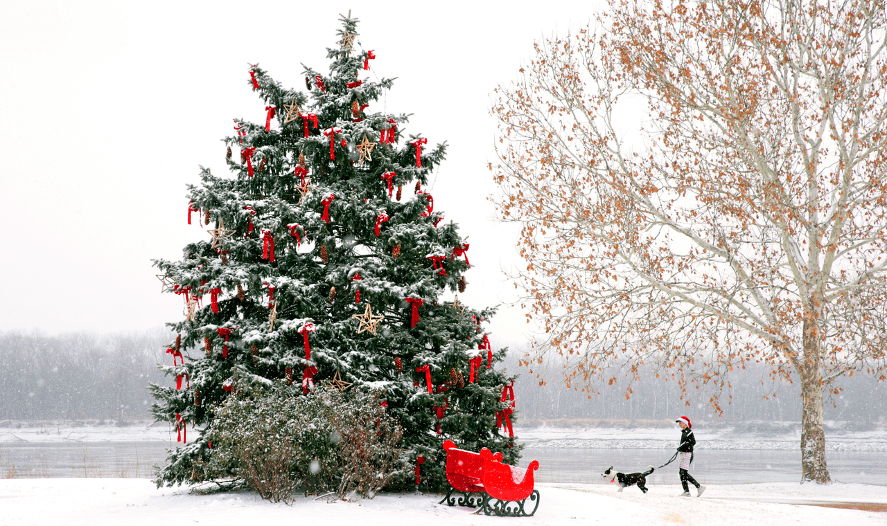 Joel Arena pasea a su perra Elise en el parque Frontier en St. Charles, Missouri, en el centro del país.