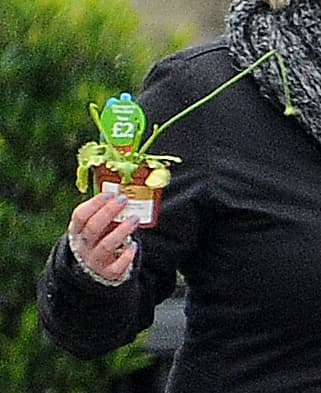 Una de ellas es esta Venus Flytrap - o atrapamoscas.