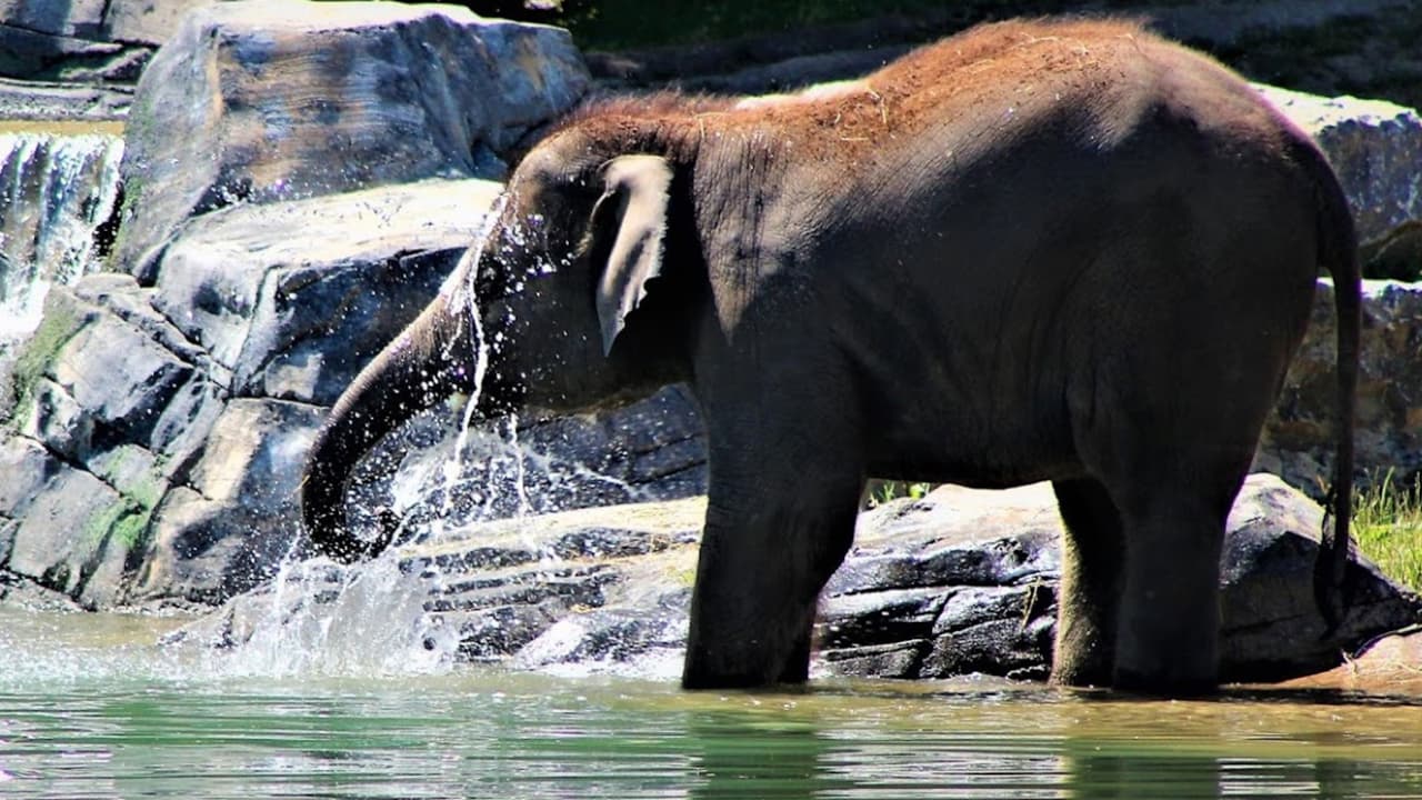 Bebé elefante muere en zoológico de Nueva York justo antes de cumplir los 2 años 
