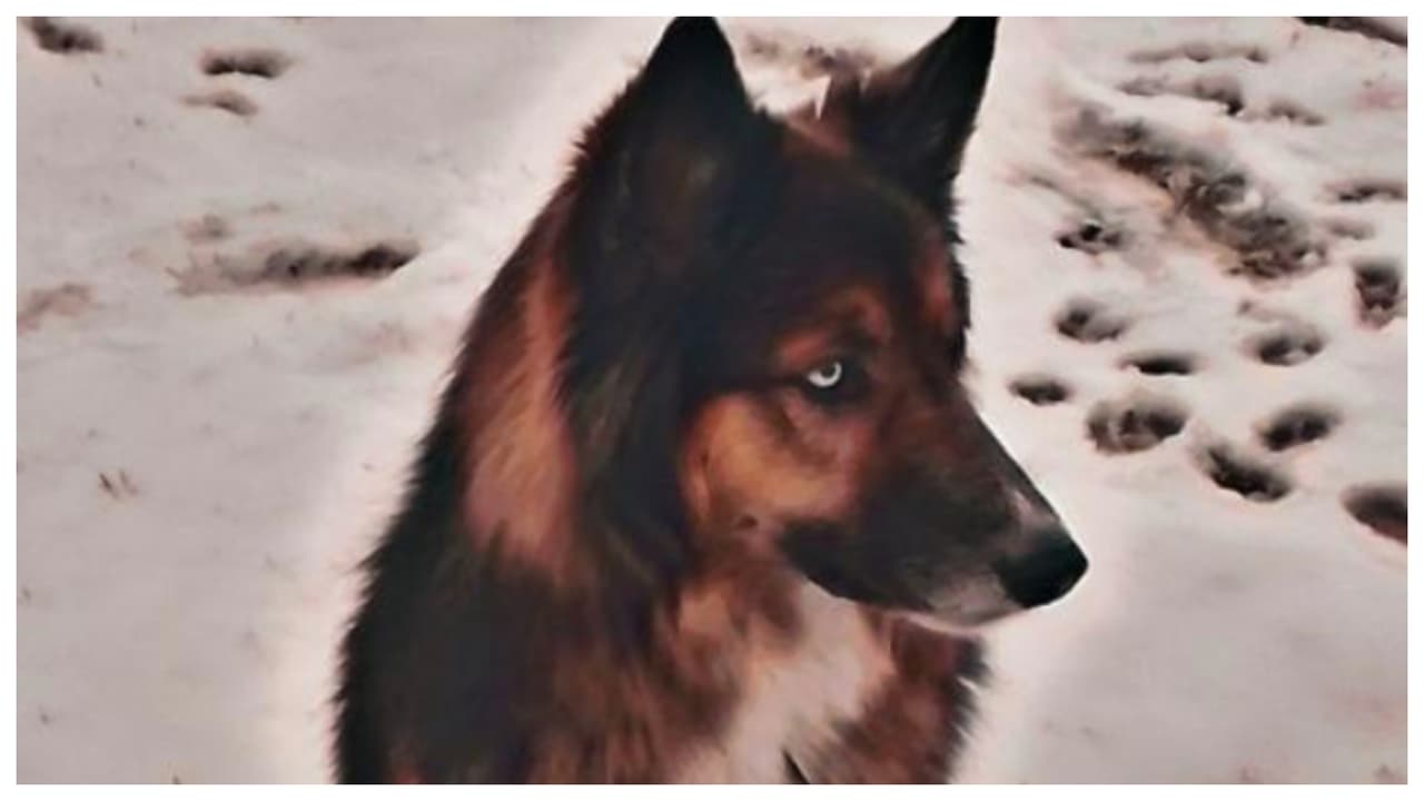 "Wolfy desde Colonia, NJ". Autora: Georgina Patela.