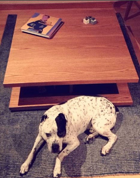 Este perrito se ha convertido en uno de los mejores amigos de Manuel Medrano, quien está nominado en tres categorías de Latin GRAMMY.