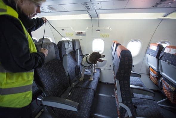 Lo ideal es que el perro sea capaz de encontrarlo con los indicios olfatorios que se le muestran