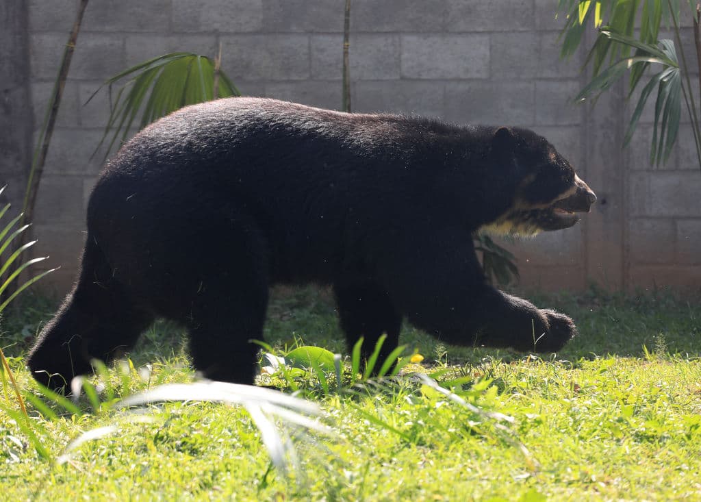 Una mujer se salva del ataque de un oso con una bolsa de galletas: así fue el insólito escape