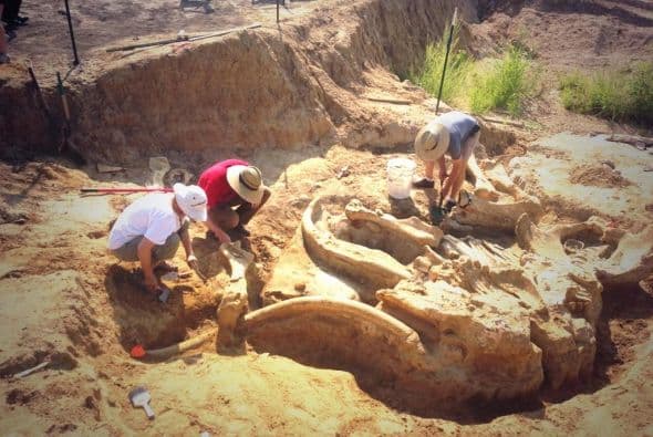 Una familia estaba cavando un pozo cuando de repente encontraron los huesos de un enorme mamut prehistórico. (**Foto: Museo Perot).