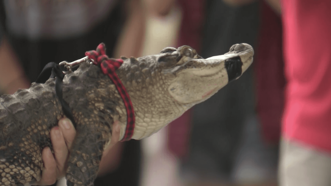 El caimán fue presentado a medios de comunicación y se aseguró que “Donde vayan a ponerlo es el mejor lugar para que tenga una mejor vida”.