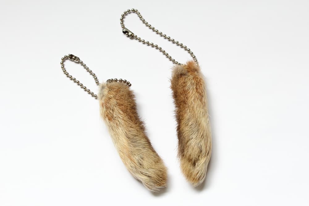 <b>Pata de conejo</b>
<br>Uno de los talismanes más populares alrededor del mundo, incluyendo Europa, China, África y América. Según los historiadores existe desde el año 600 AC entre los pueblos celtas, que consideraban que el conejo traía buena suerte, ya que como vivían en madrigueras bajo tierra estaban en comunicación directa con los dioses y los espíritus del inframundo.