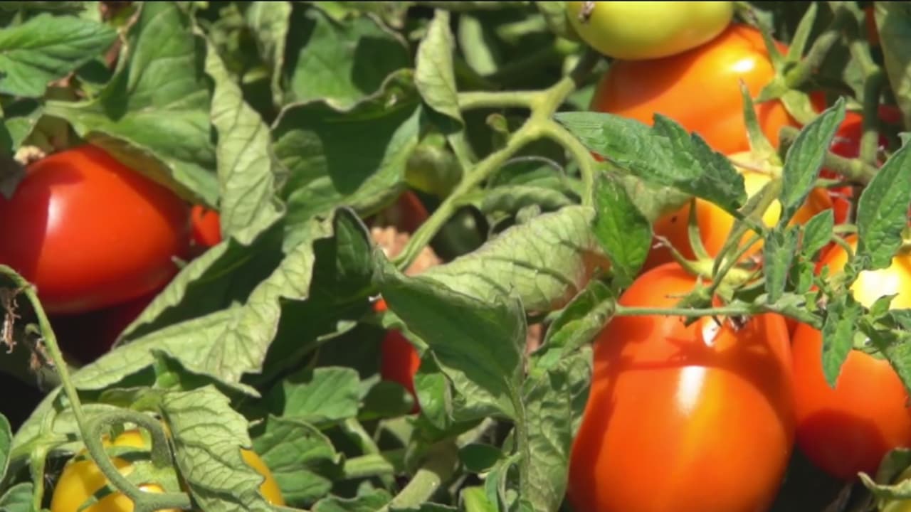 Crisis en la industria del tomate: California reduce drásticamente su producción