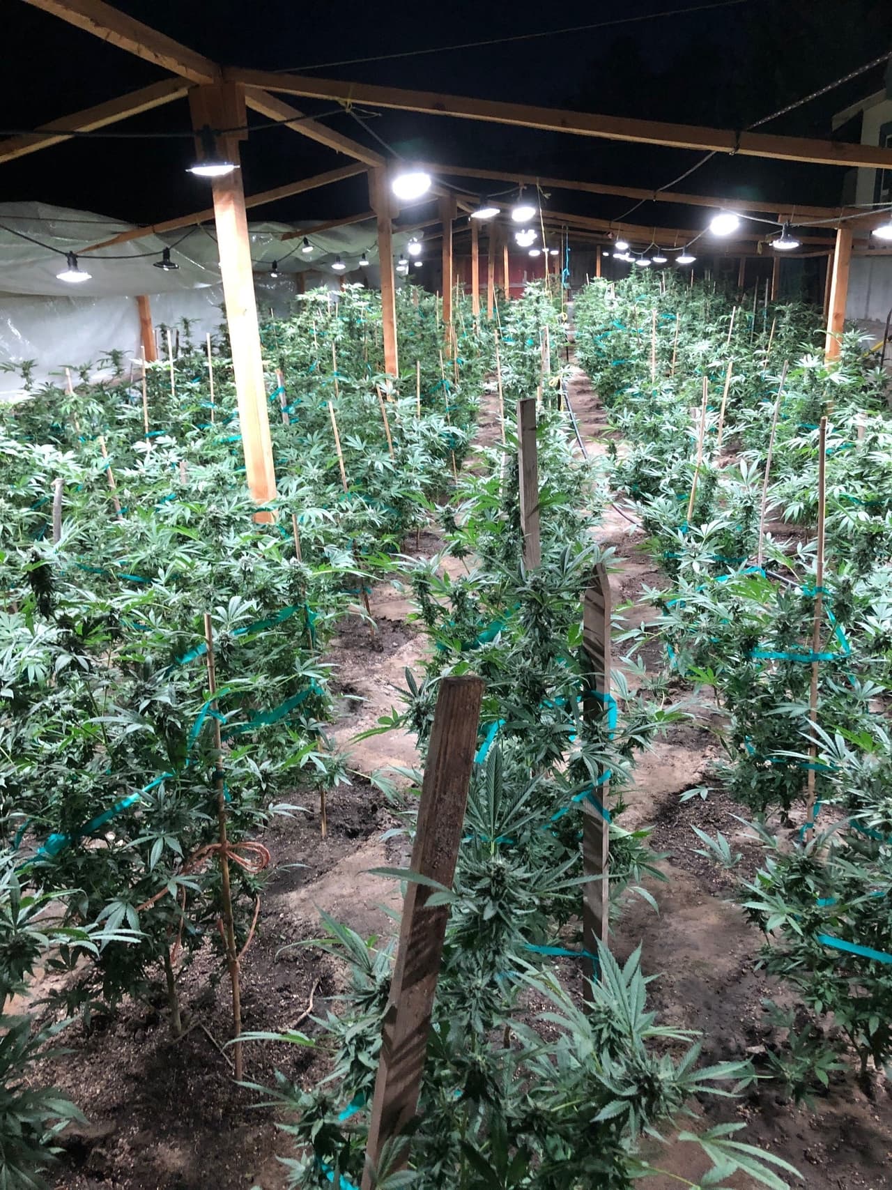 <b>"Todos los cultivos de marihuana al aire libre, en cualquier parcela, son ilegales, y serán tratados de inmediato y procesados en la medida de lo posible", </b>señala el Alguacil del condado de Merced, Vern Warnke.