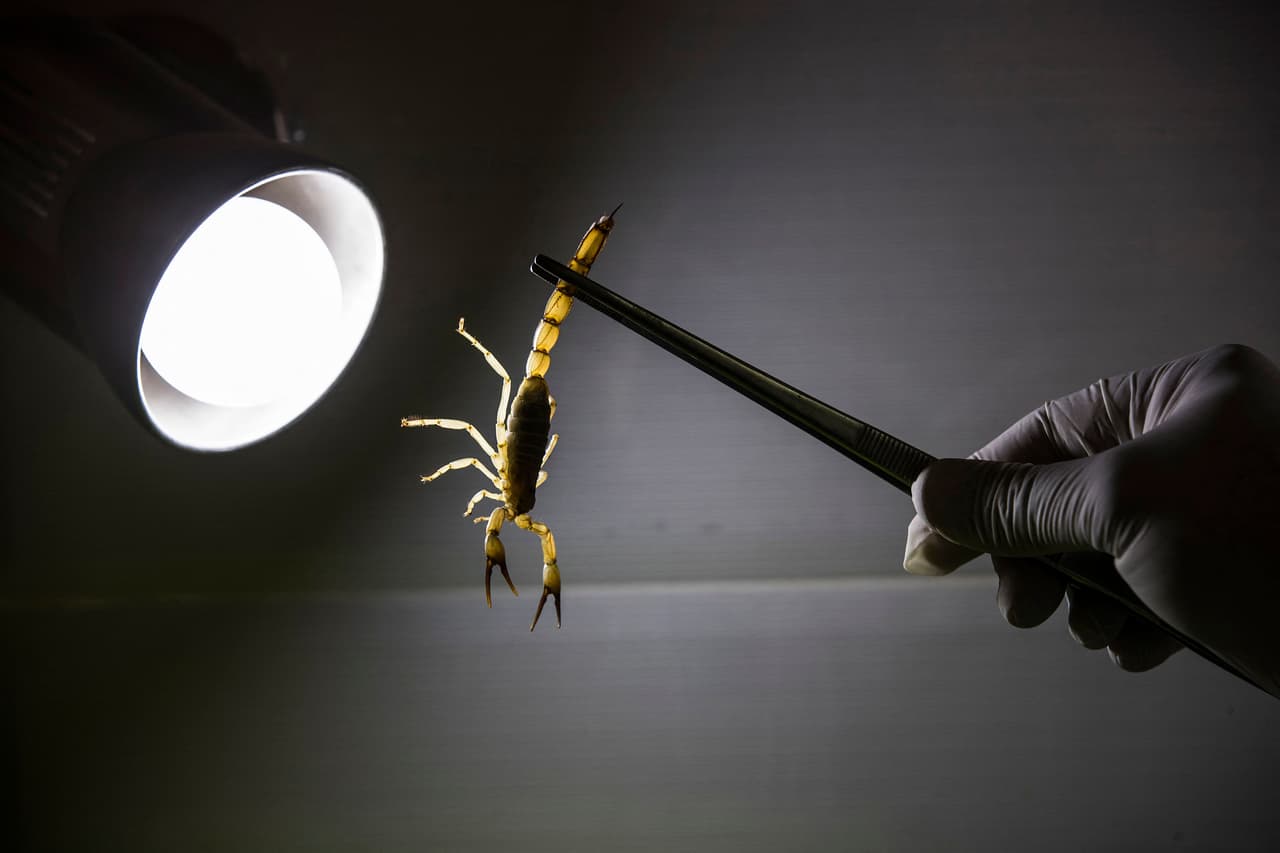 Para los niños menores de 10 años, puede producirse dolor, entumecimiento, hormigueo. Esté atento a frotarse la cara, nariz, lo que indica entumecimiento y hormigueo. Los niños tienen más probabilidades de desarrollar síntomas graves, que incluyen movimientos oculares rápidos y nerviosos y aumento de la salivación, de acuerdo las indicaciones de Banner Health.