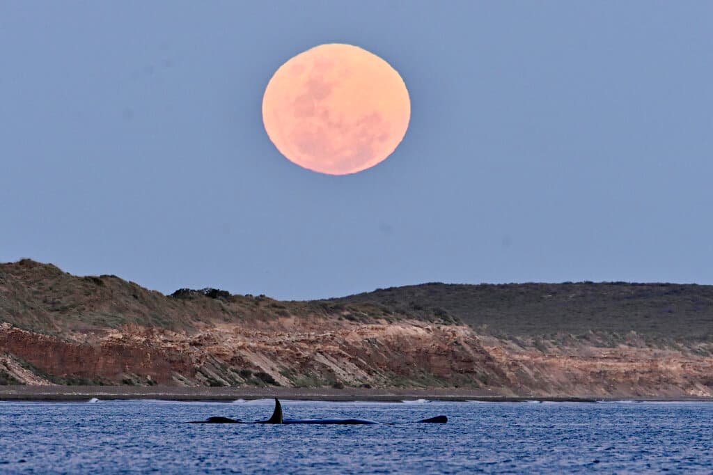 Puerto Madryn, Argentina, la 'Luna del cazador' fotografiada justo cuando emergía del mar una ballena.