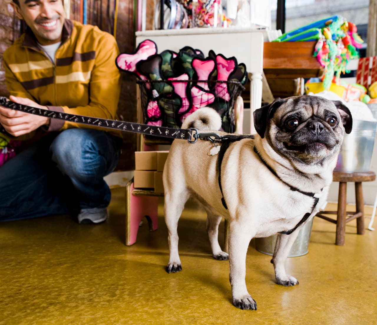 Otro punto que se aprobó fue que las tiendas de mascotas dentro de la ciudad de Houston, deberán vender animales que provengan de un refugio u organización.