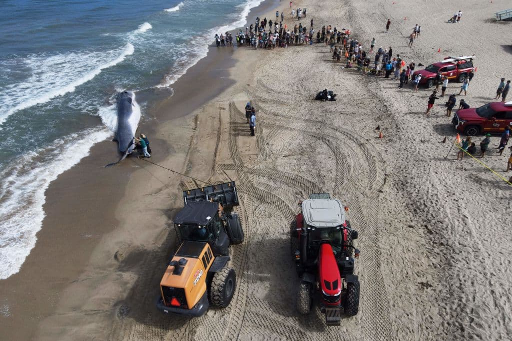 La ballena fin macho que murió en Torrance Beach era joven, según los biólogos marinos del Marine Mammal Care Center (MMCC) de San Pedro.