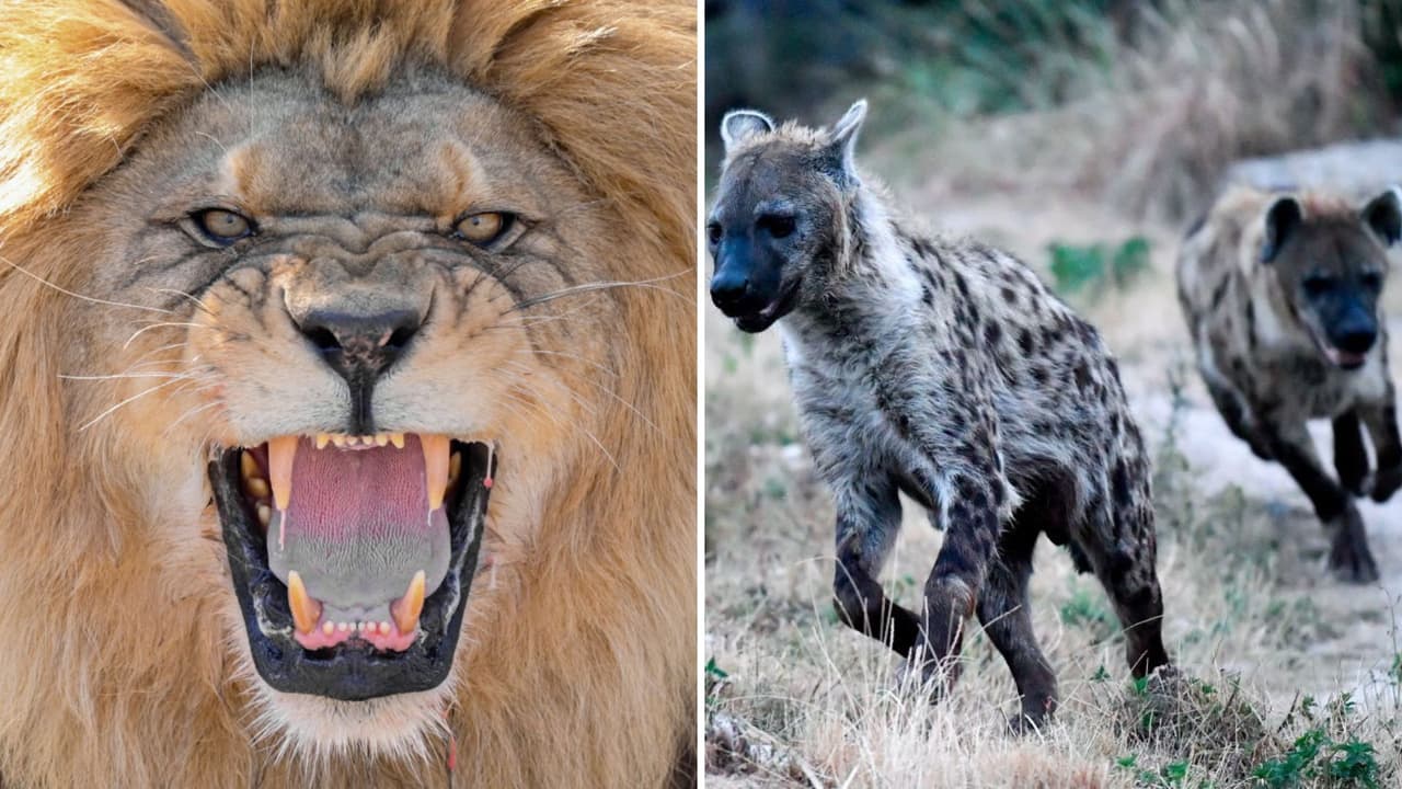 Hienas son captadas atacando a un león y el video impactó a Internet: "¿Simba eres tú?"
