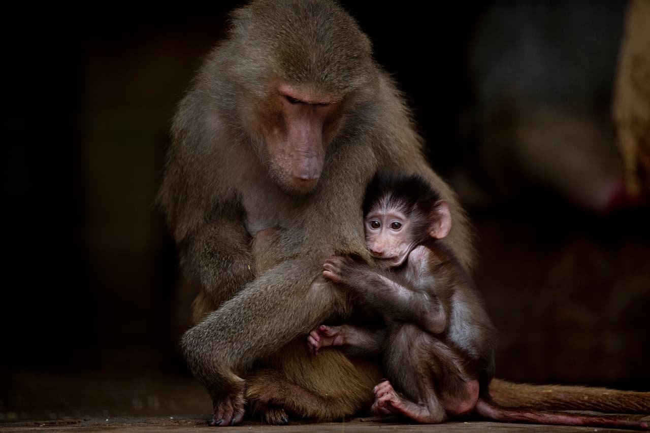 Un babuino junto a su cría. El zoológico alcanzó a existir por 140 años.