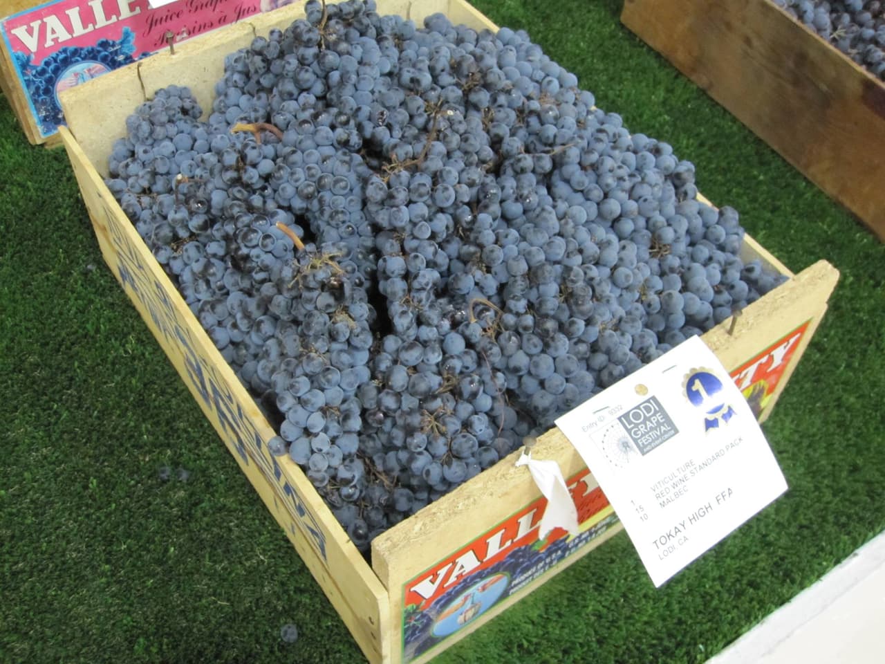 <b>El <a href="https://www.grapefestival.com/p/lodi-grape-festival" target="_blank">Festival de la Uva en Lodi </a> se realiza por más de 80 años en Lodi, condado de San Joaquín</b>. Su próxima versión se desarrollará entre el 17 y 20 de septiembre y este contempla música, danza y stands de comida. La feria tiene un costo de entrada de $10.