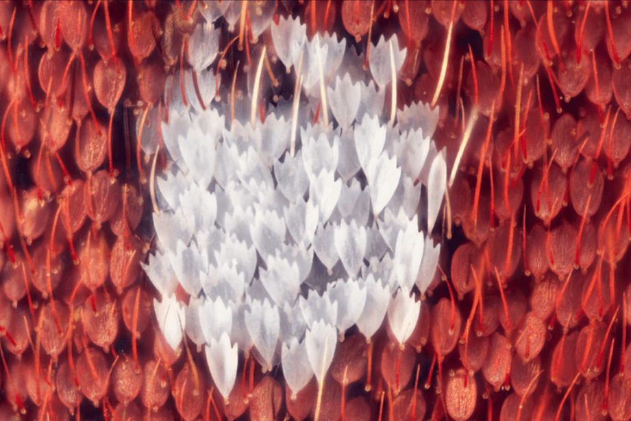 Mancha blanca en el ala de una mariposa 
<i>Citharias aurorina</i>