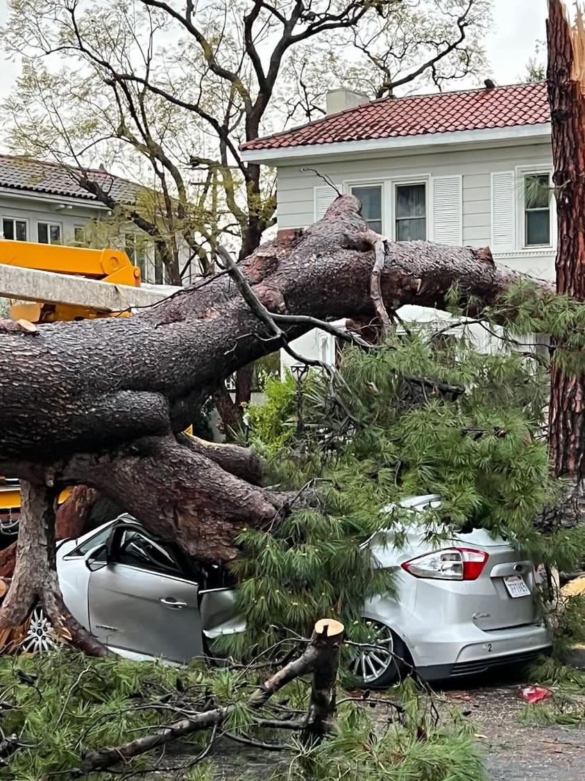 La base del tronco del árbol y su extensa red de raíces medían más de 15 pies de diámetro.
<br>