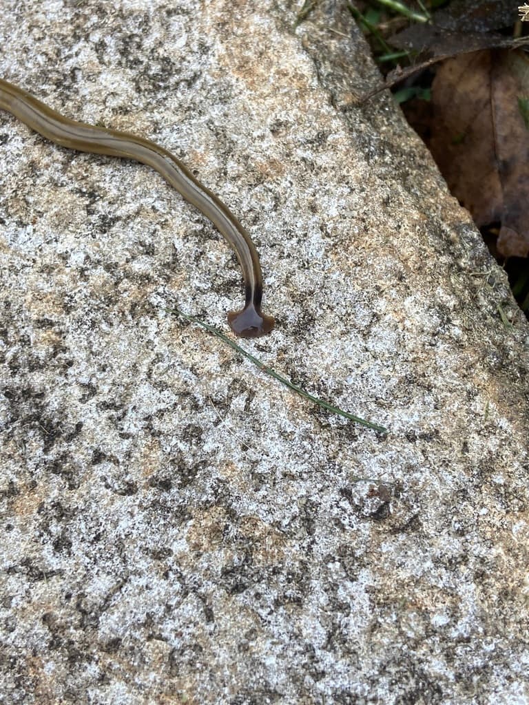Pues según el Servicio de Conservación de Recursos Naturales, no se pueden tocar con las manos, ya que pueden ser contagiosos.