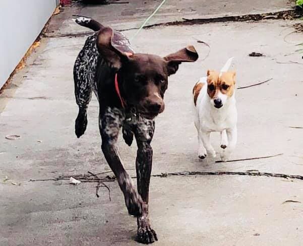 Peludos y juguetones.