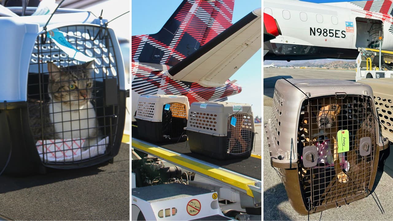 De las llamas a la esperanza: Más de 150 mascotas rescatadas de los incendios de California encuentran refugio en Texas