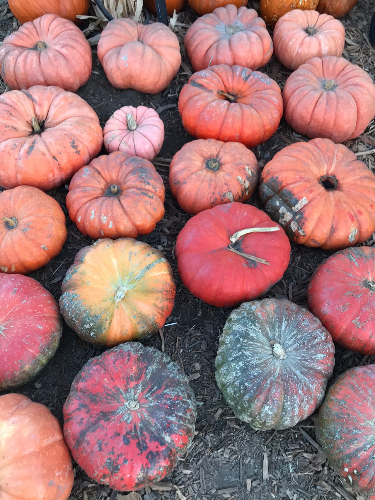 Las calabazas chatas o calabazas dulces, también las puedes encontrar en una gama de colores que van desde el verde y hasta el rojo con marcados relieves.