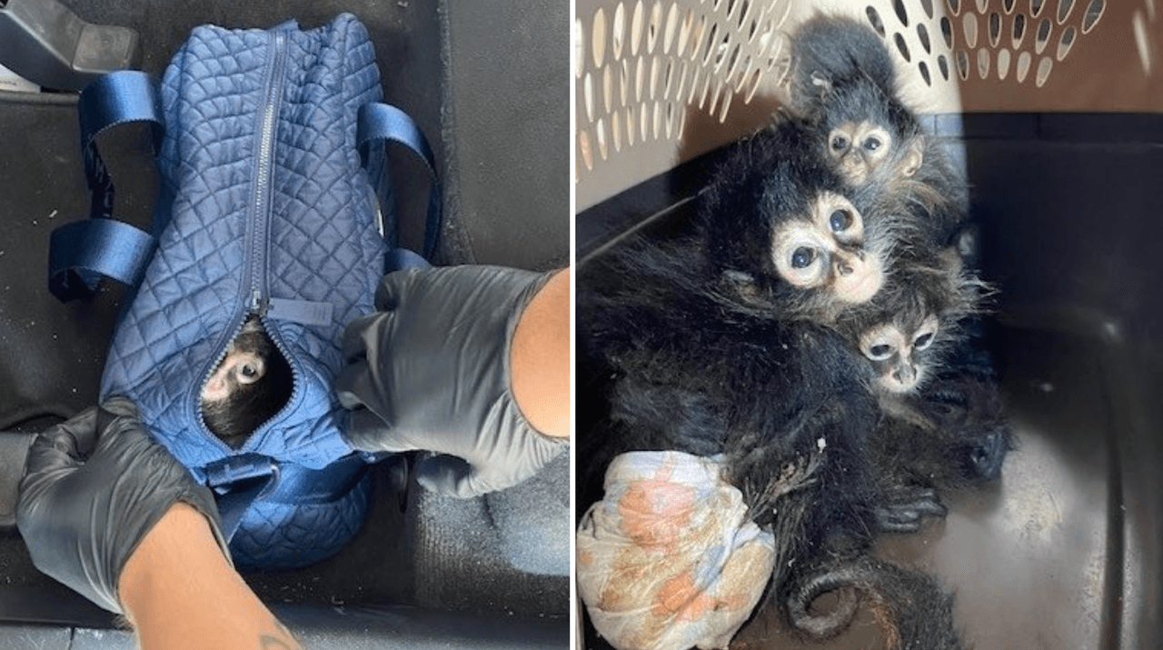 Encuentran monos arañas escondidos dentro de una bolsa de lona en la frontera de Texas
