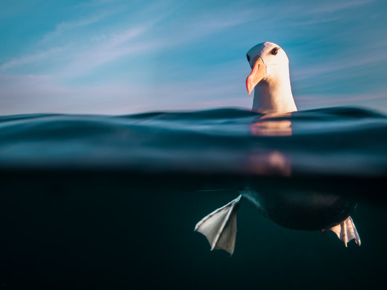 <b>‘Albatros de ceja negra resplandeciente’</b>. “Siempre que veo un Albatros me emociono, su gran tamaño y sus hermosas características hacen que sea un placer fotografiarlos, dijo el autor de esta imagen. Fue ganadora del tercer lugar en la categoría ‘prometedor’.
