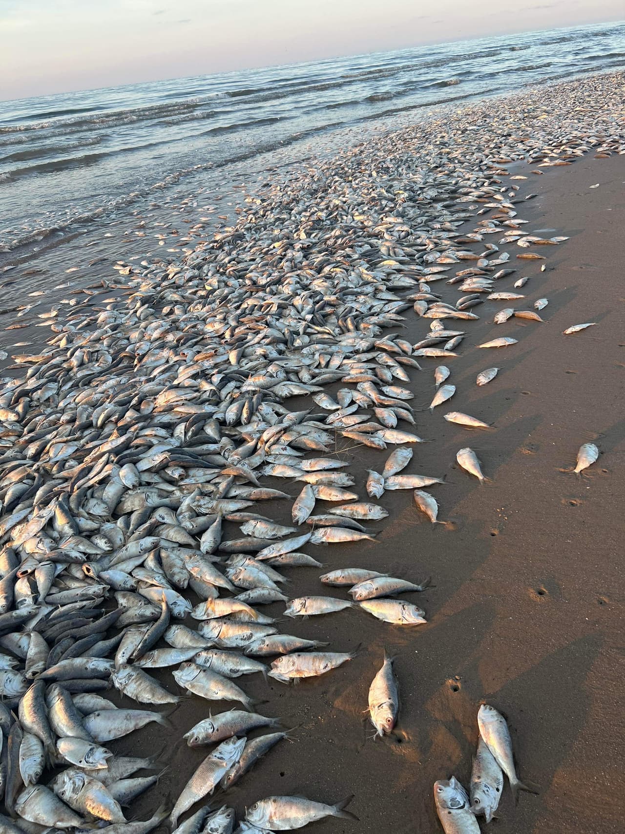 “Aconsejamos que la comunidad no venga a la playa hasta que los peces sean retirados”, advierten las autoridades.