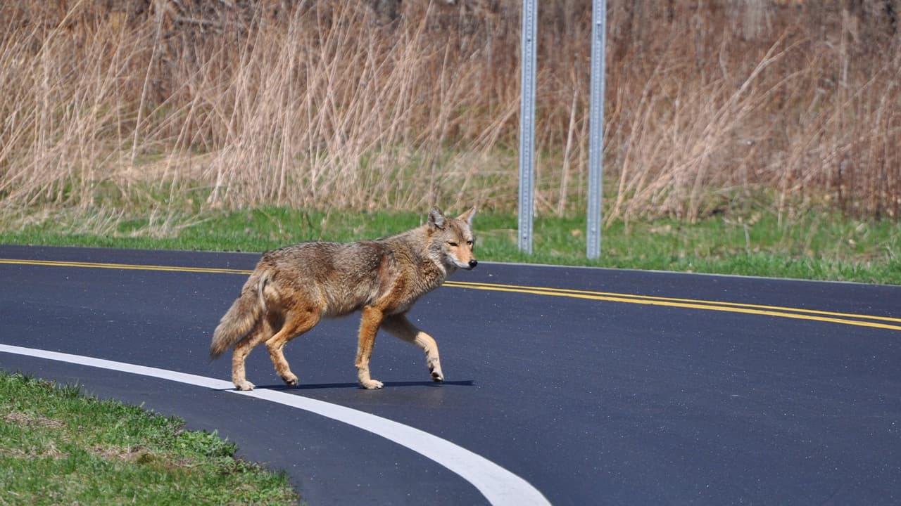 La Unidad de Servicios de Animales de la Ciudad de 
<b><a href="https://gis.galvestontx.gov/" target="_blank">Galveston</a></b> ha creado una herramienta para ofrecer información sobre la población de coyotes en la isla y recursos para los residentes.