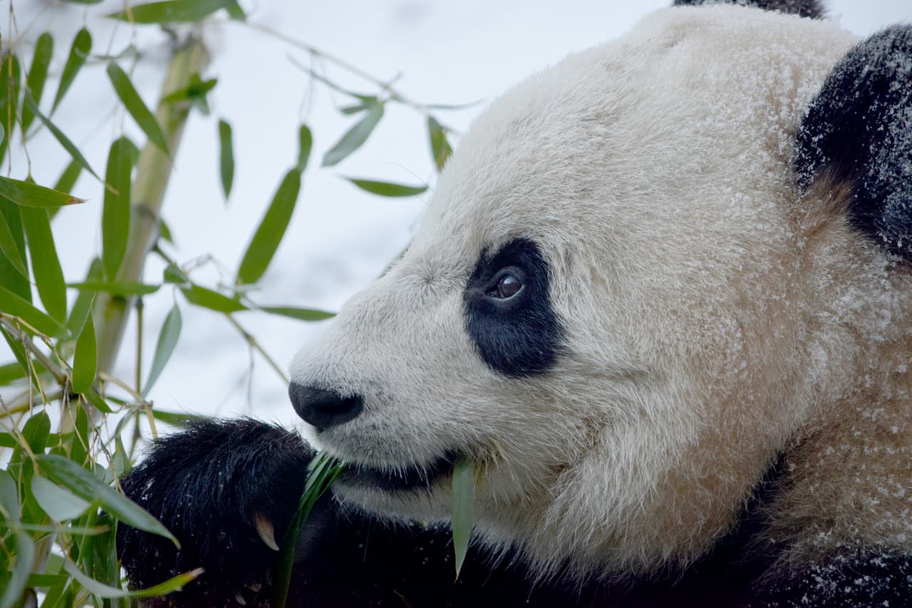 Los pandas gigantes pasan su vida comiendo bambú y paseando por el suelo del bosque. Son buenos escaladores y también puede nadar.