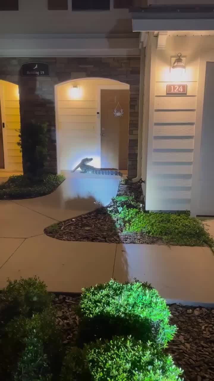 ¡Vaya sorpresa! Encuentran a caimán descansando en la puerta de una vivienda en el condado de Flager 