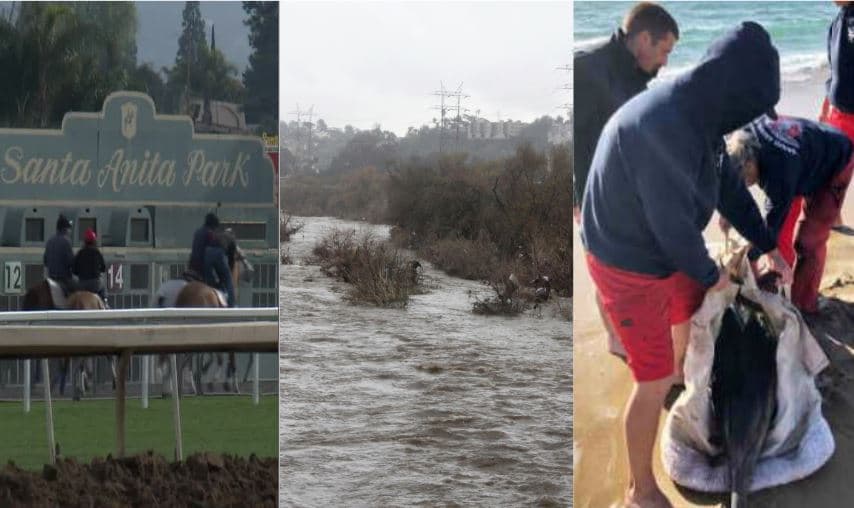 ¿Son las lluvias la causa de las muertes de caballos y delfines en el sur de California?