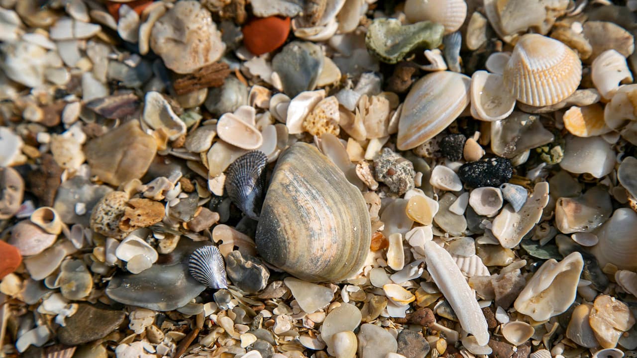Al ser un paseo al lado del mar, se pueden encontrar este tipo de conchas.