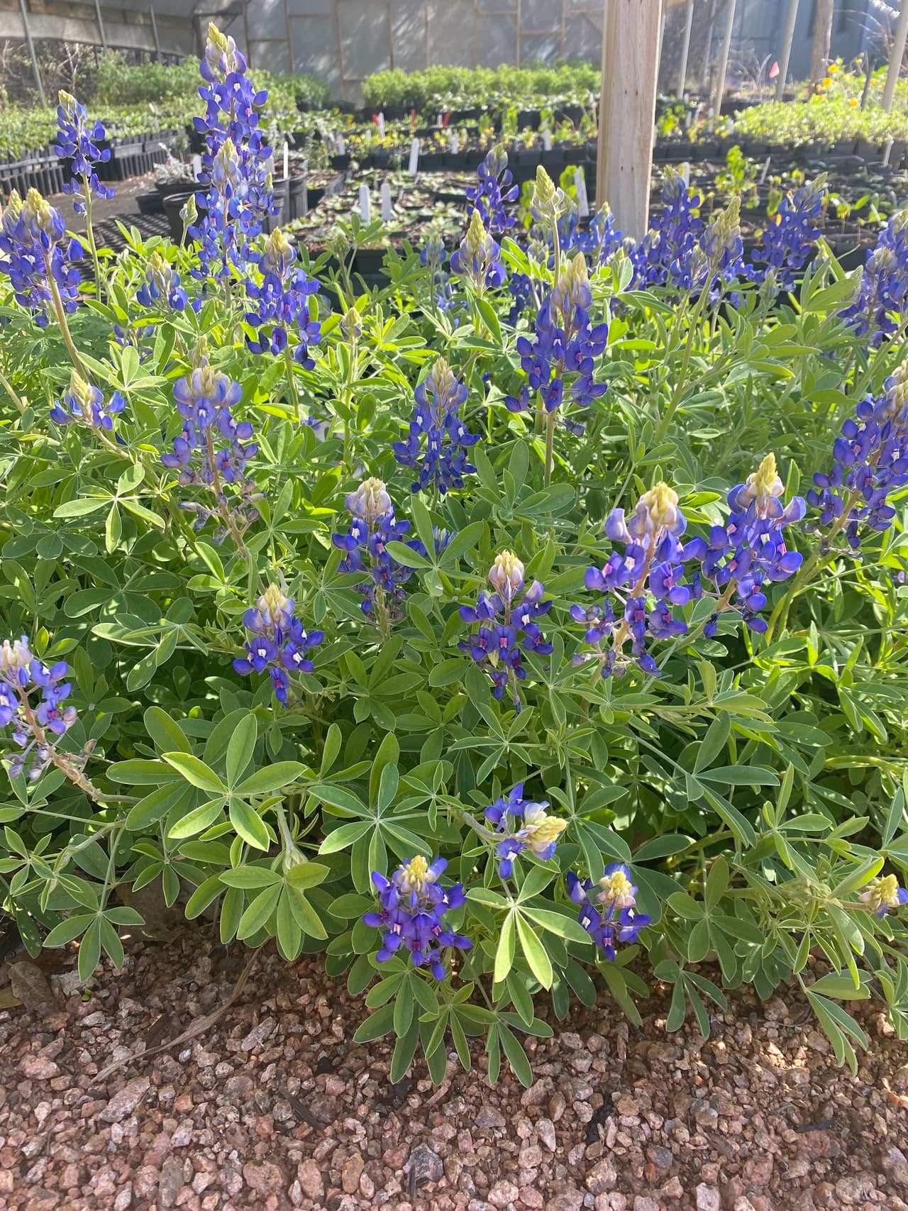 La temporada de bluebonnet normalmente comienza entre febrero y finales de marzo.