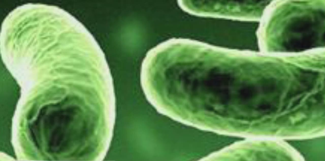 Cierran temporalmente dos escuelas en Northwest Indiana debido a bacteria de legionella