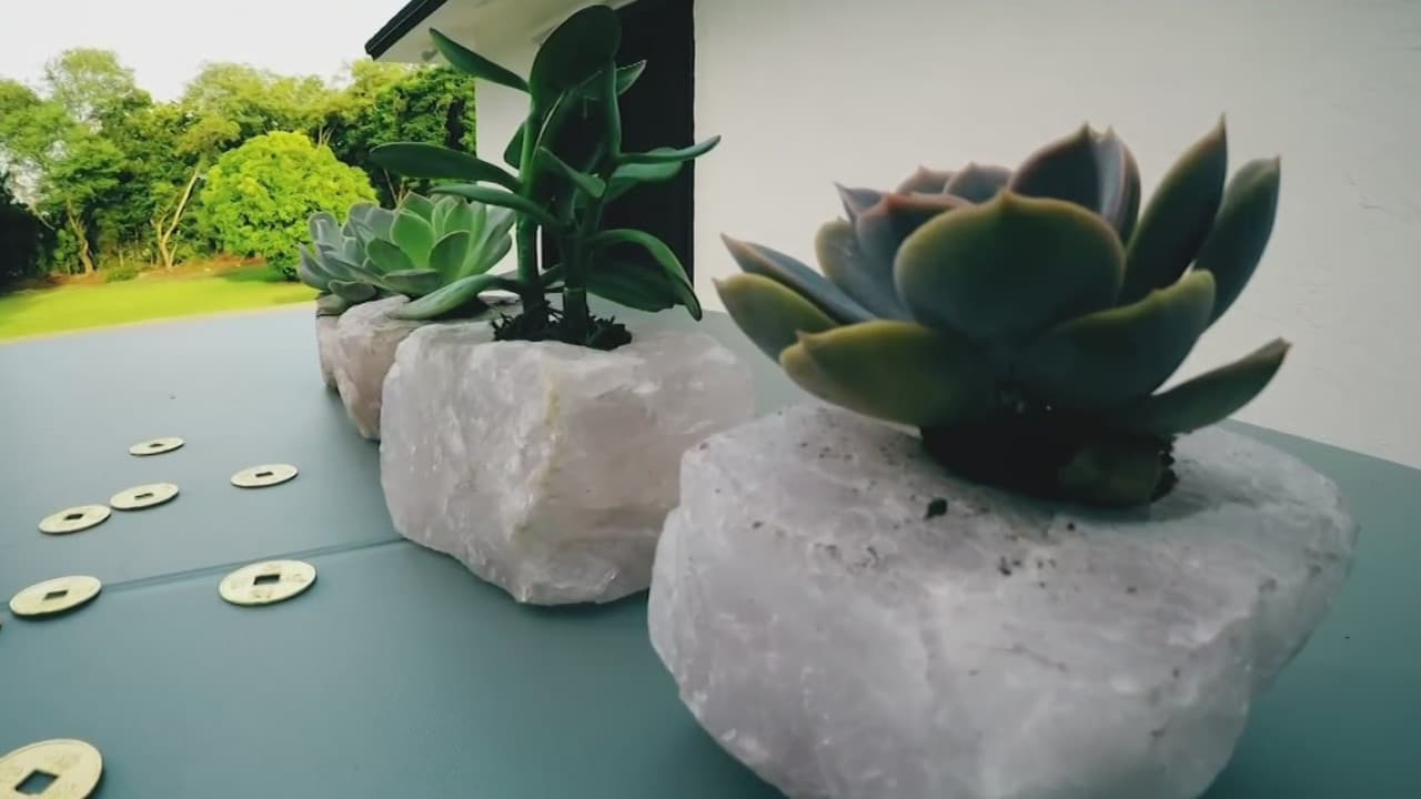 ¿Qué es el feng shui de las plantas y cómo podemos aprovechar esta práctica en nuestro hogar?