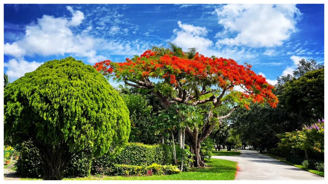 El intenso color rojo de las flores del flamboyan hace contraste con el verde de las plantas y el azul del cielo.