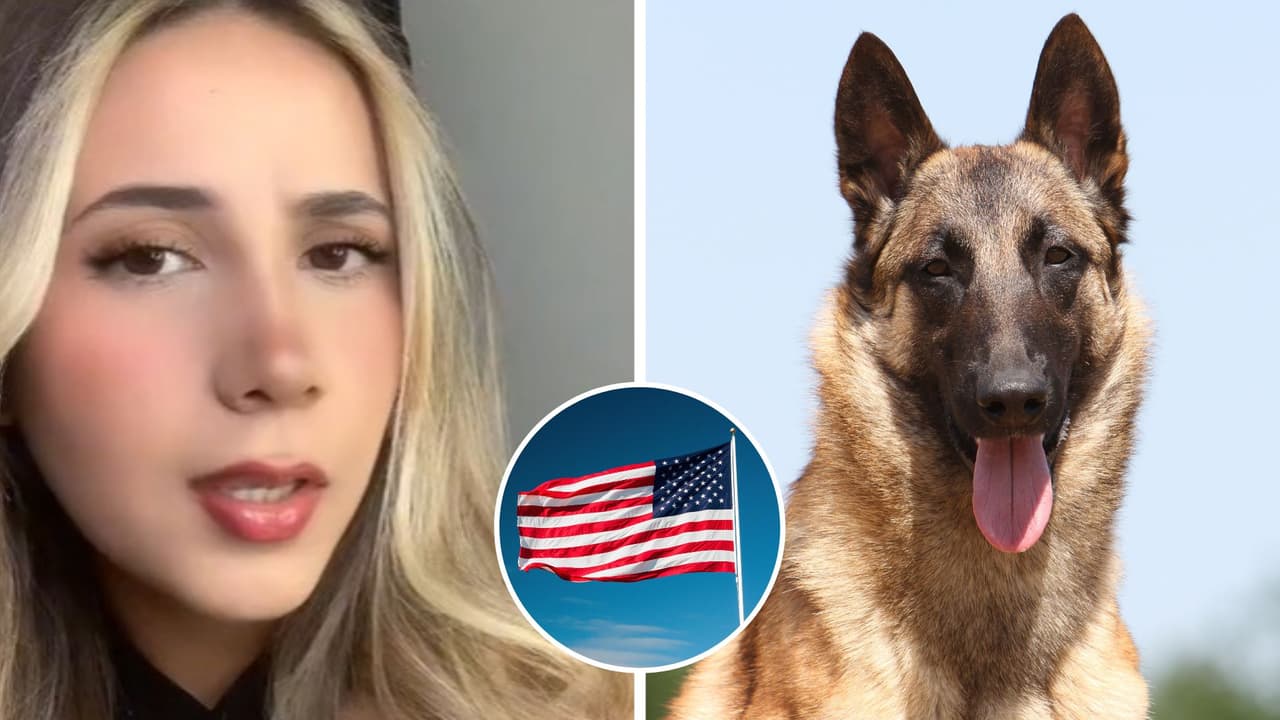 Perrita escapó de casa en México al escuchar pirotecnia y terminó en Estados Unidos: así pasó