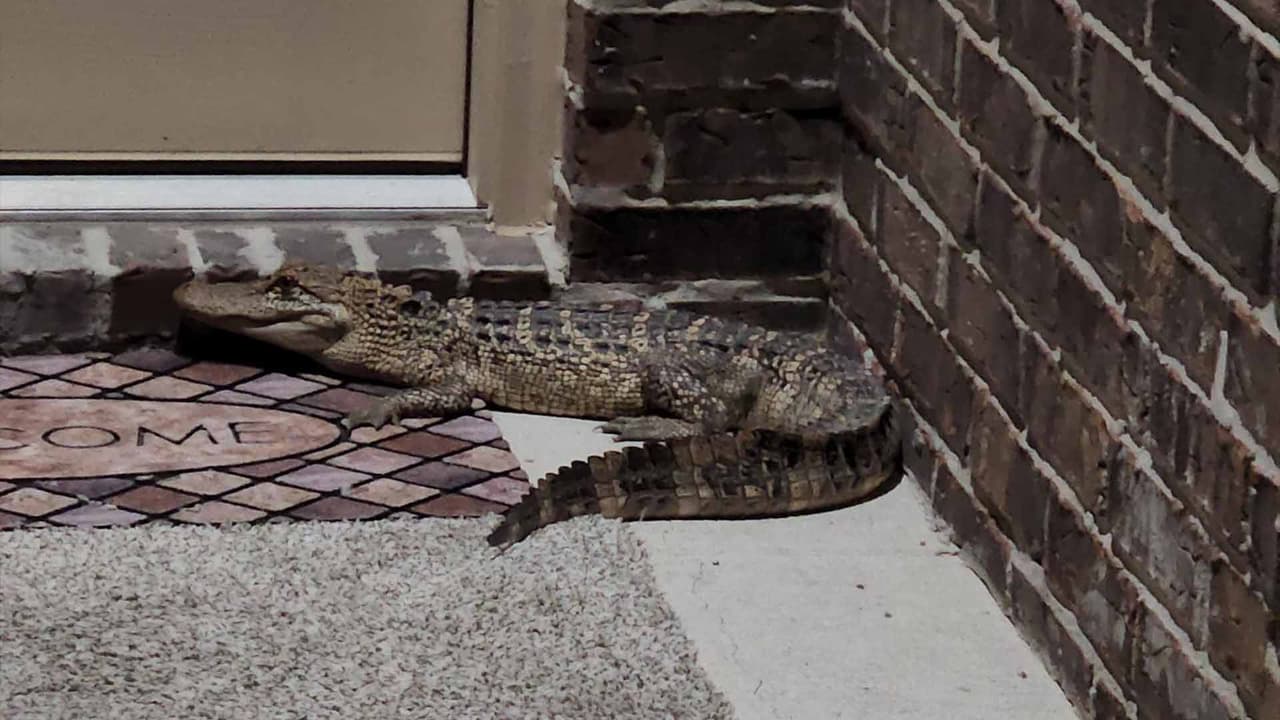 El caimán medía 3 metros de largo y durante la captura nadie resultó herido.