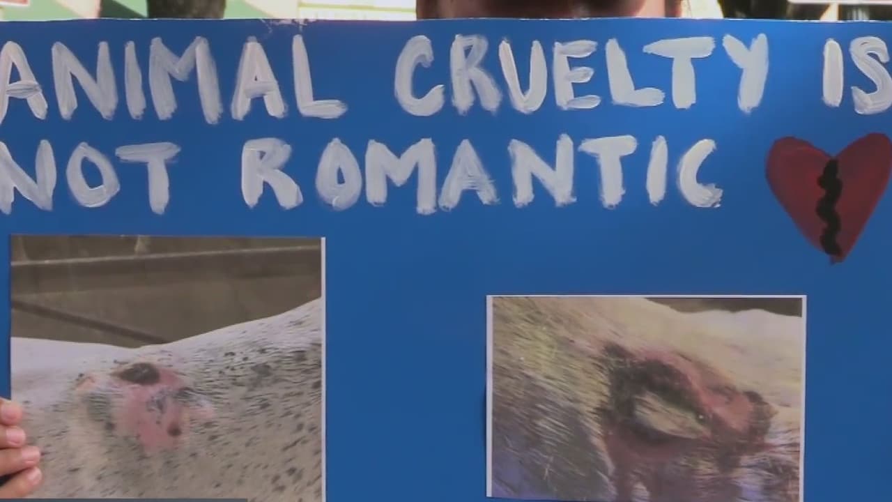 Miembros de Be The Change Texas se manifestaron en San Antonio para hacer conciencia del maltrato que viven los caballos que jalan carruajes, ya que trabajan por largas horas bajo el sol en condiciones deplorables.