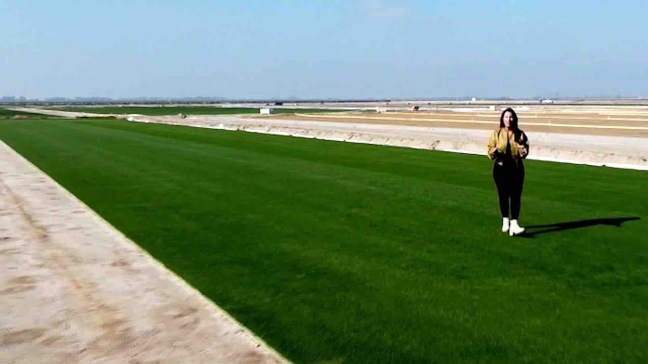 Livingston, la ciudad que cultivó el césped para el Super Bowl LX en el Levi’s Stadium
