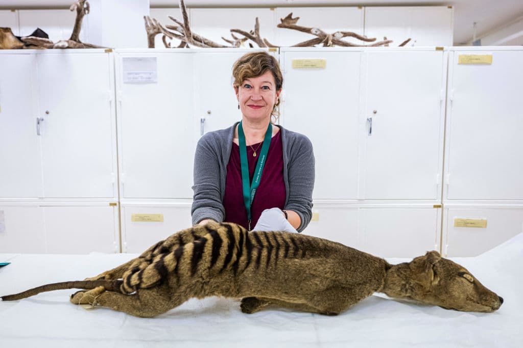 Daniela Kalthoff, encargada de la colección de mamíferos del Museo de Historia Natural de Estocolmo, examina un espécimen seco de un tigre de Tasmania el 26 de septiembre de 2023.