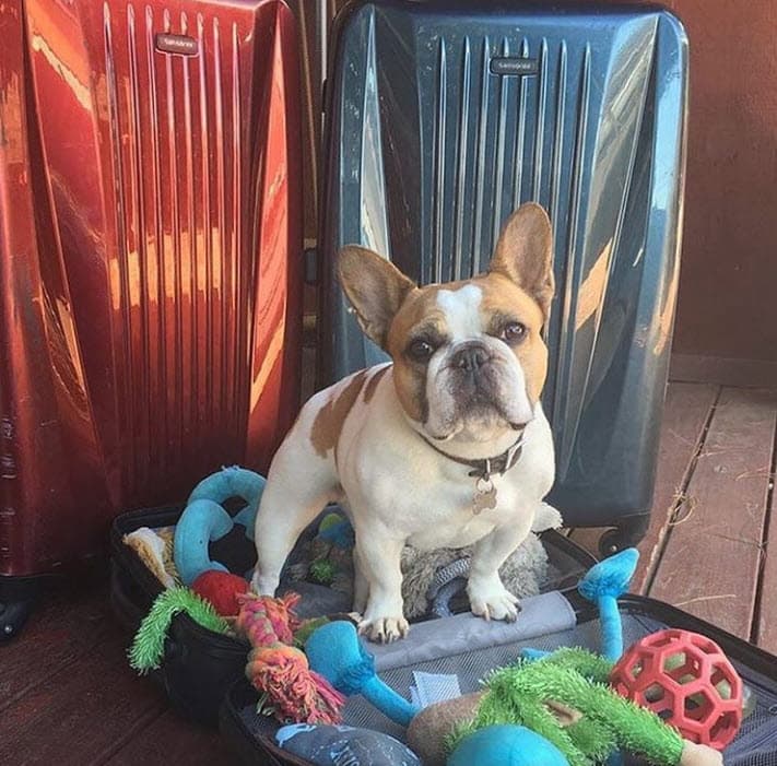 El personaje de Stella apareció por primera vez en la segunda temporada durante el episodio "Good Cop Bad Dog". Aún era una cachorra empeñada en destruir todo. 
<br>