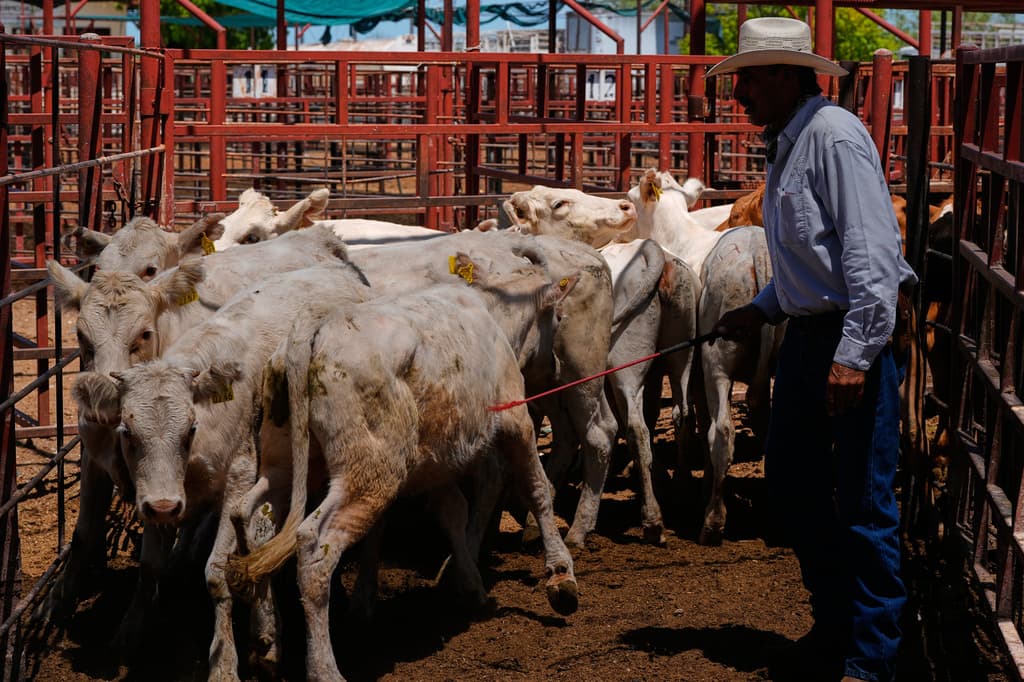 Un operario mueve terneros durante una subasta en un mercado de ganado en Hermosillo. (Foto AP/Fernando Llano)
