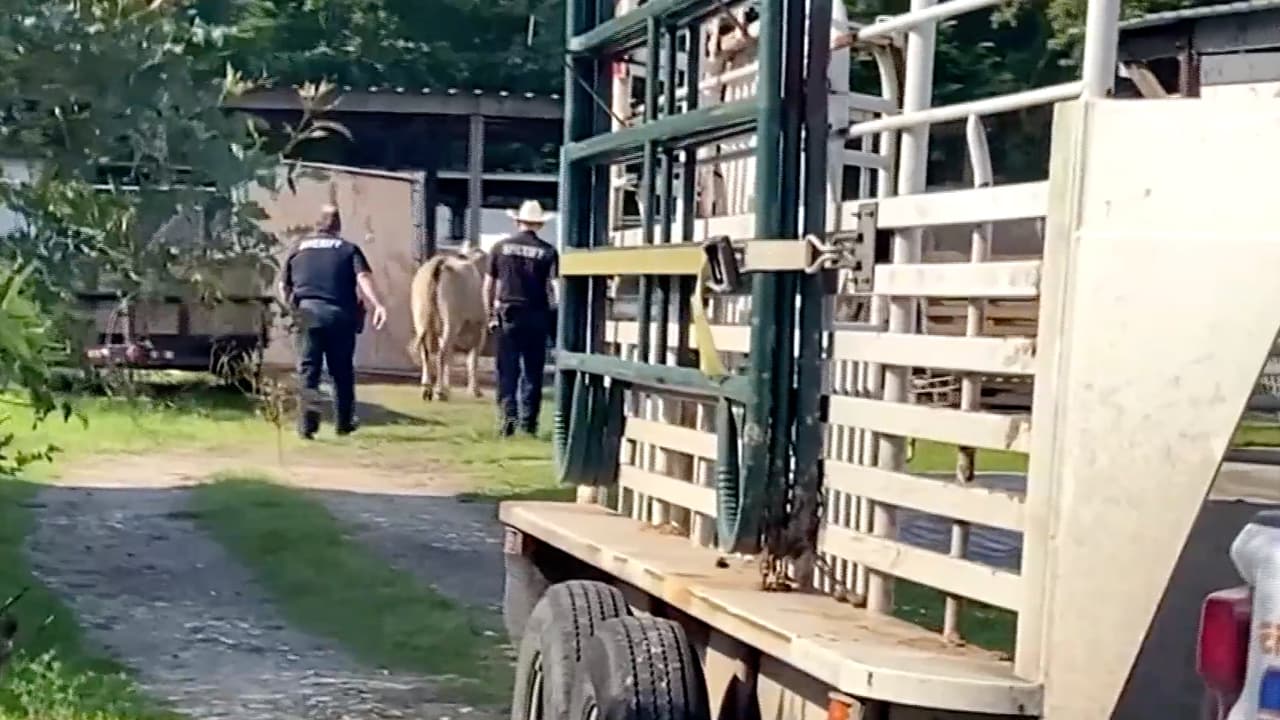 Un peatón intentaba atar al animal hasta que un vehículo de la policía logró dirigir a la vaca hacía una rampa en el I-10.