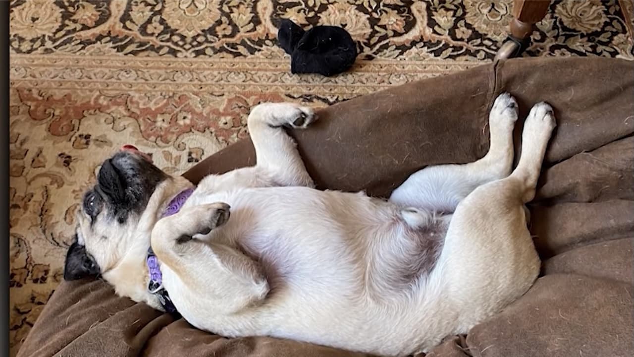 "Hasta donde sabemos, esta es la primera instancia en la que se ha detectado el virus en un perro", dijo el doctor Chris Woods, investigador principal del estudio.